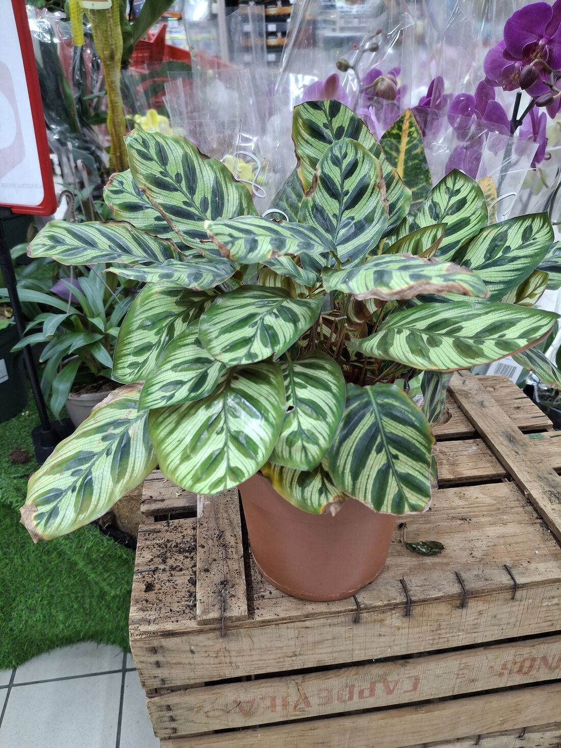 Calathea leaves showing brown tips and edges