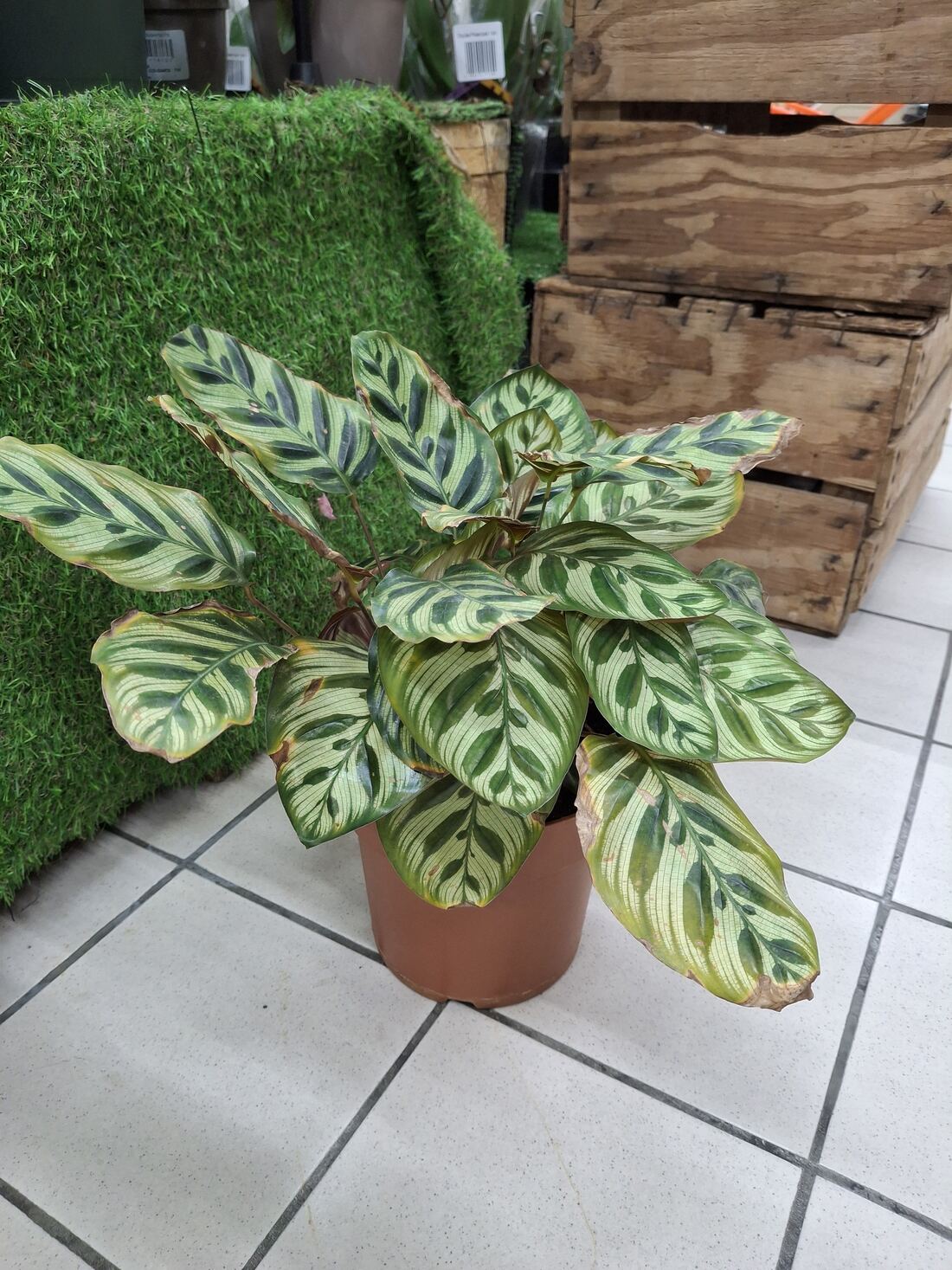 Calathea