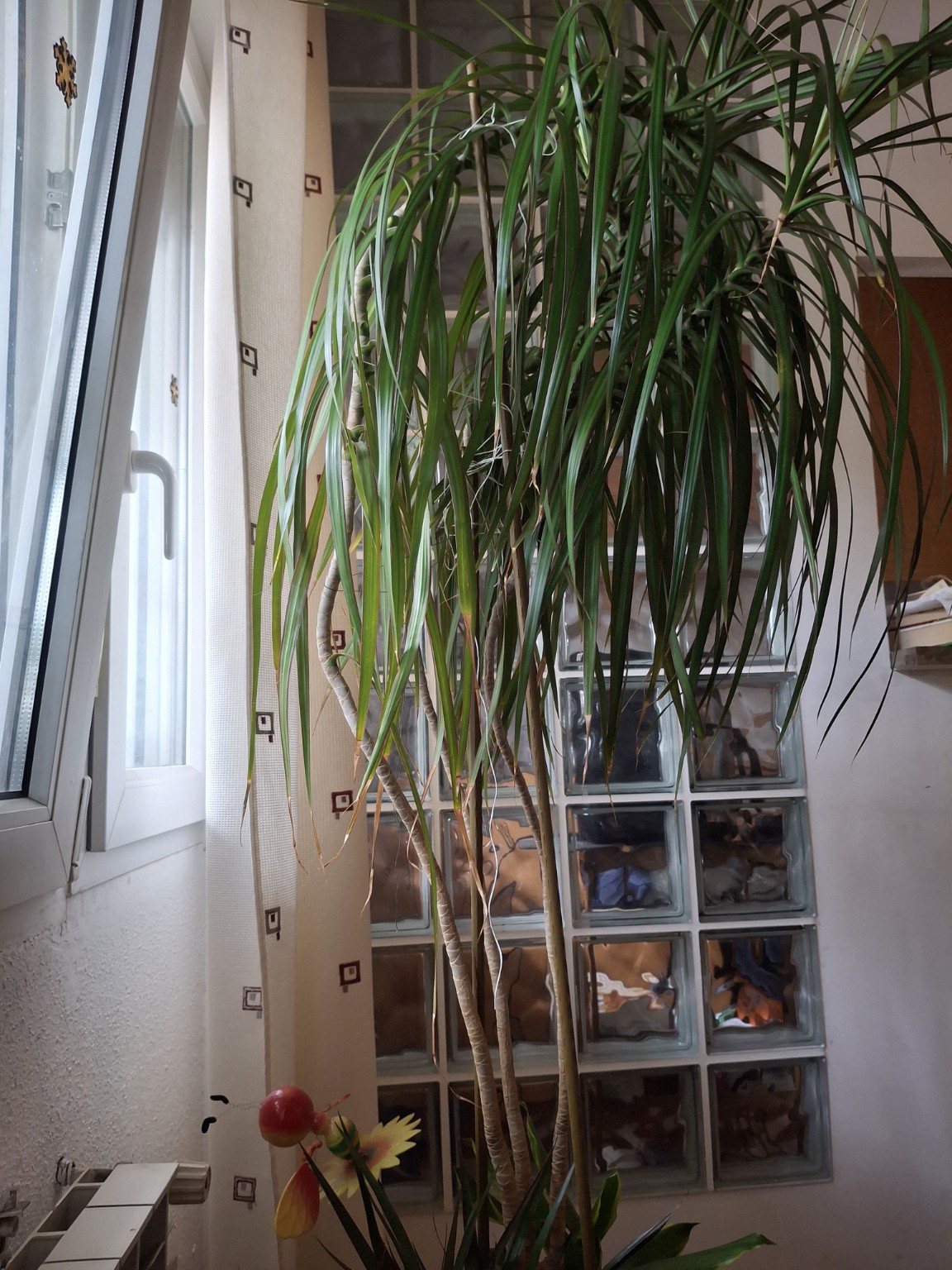 Dracaena with long woody stems supporting clusters of narrow leaves beside a window