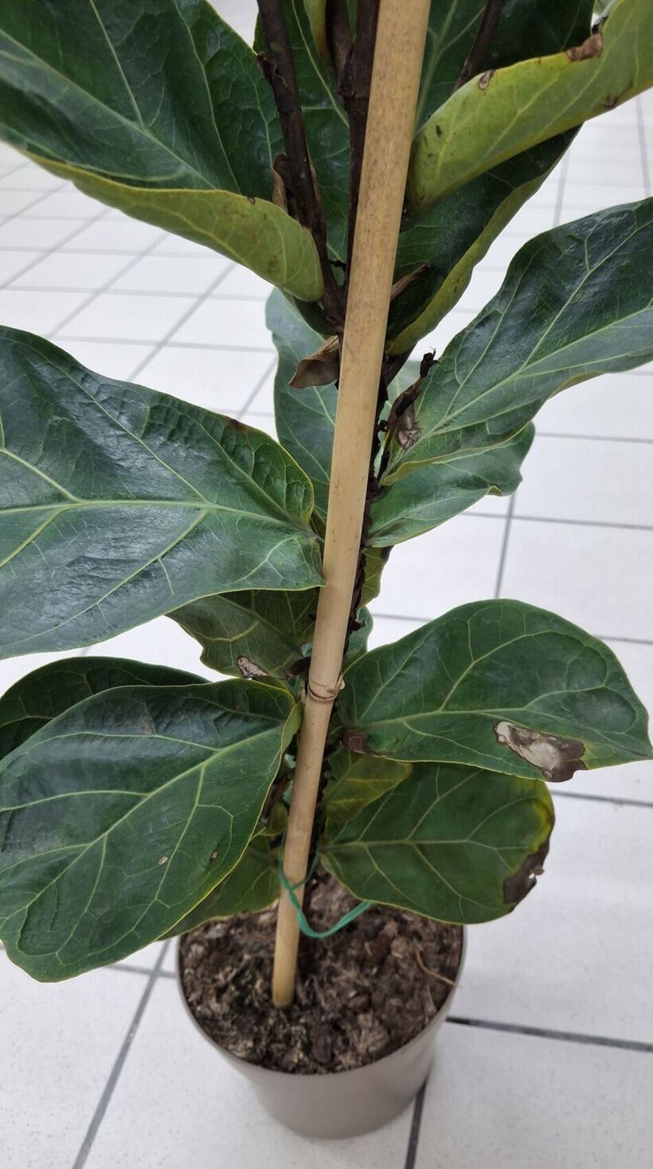 Fiddle-leaf fig leaf with a brown patch and lighter centre