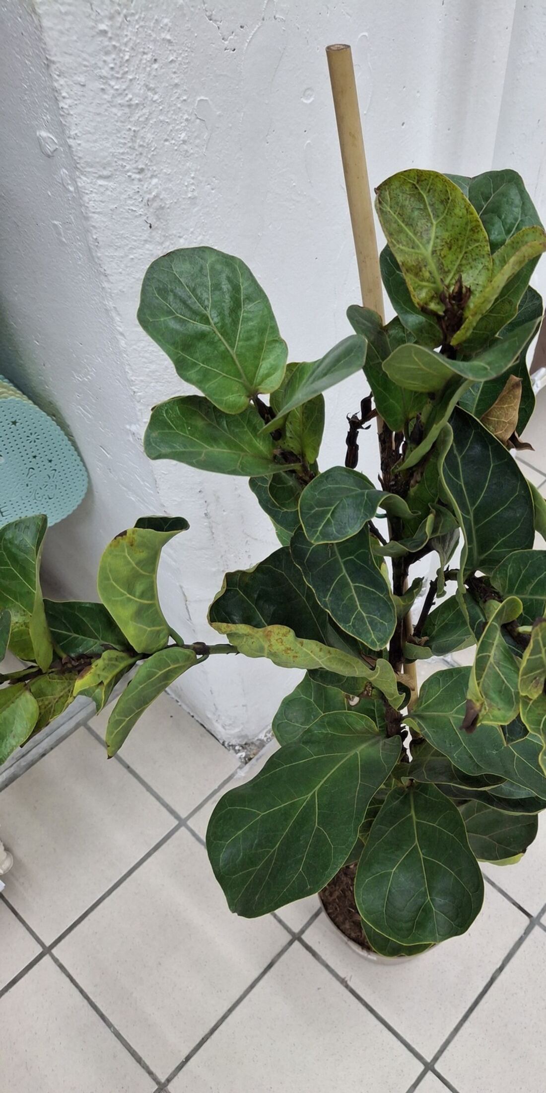 Fiddle leaf fig
