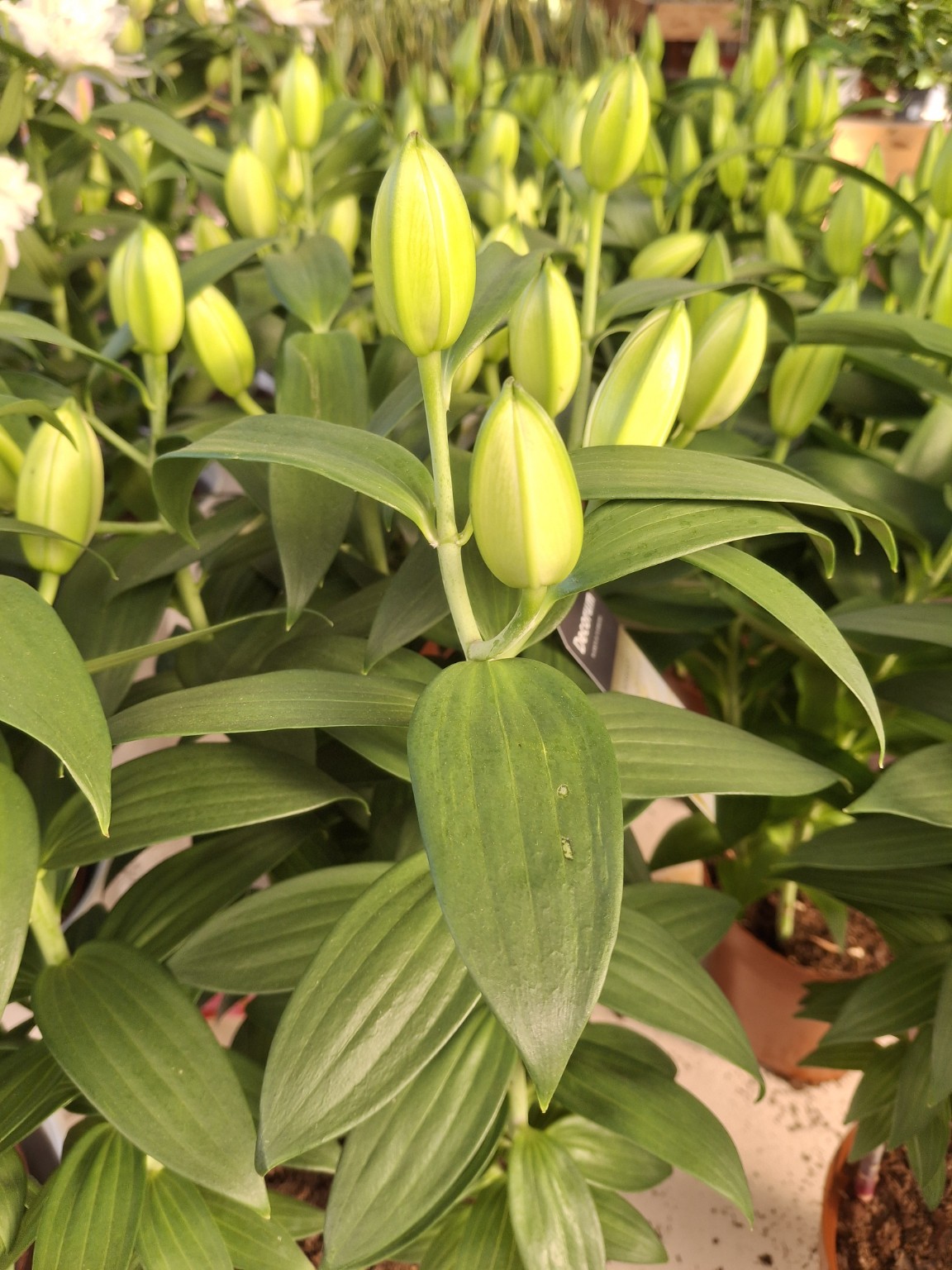 Closed green lily buds on upright leafy stems at a nursery