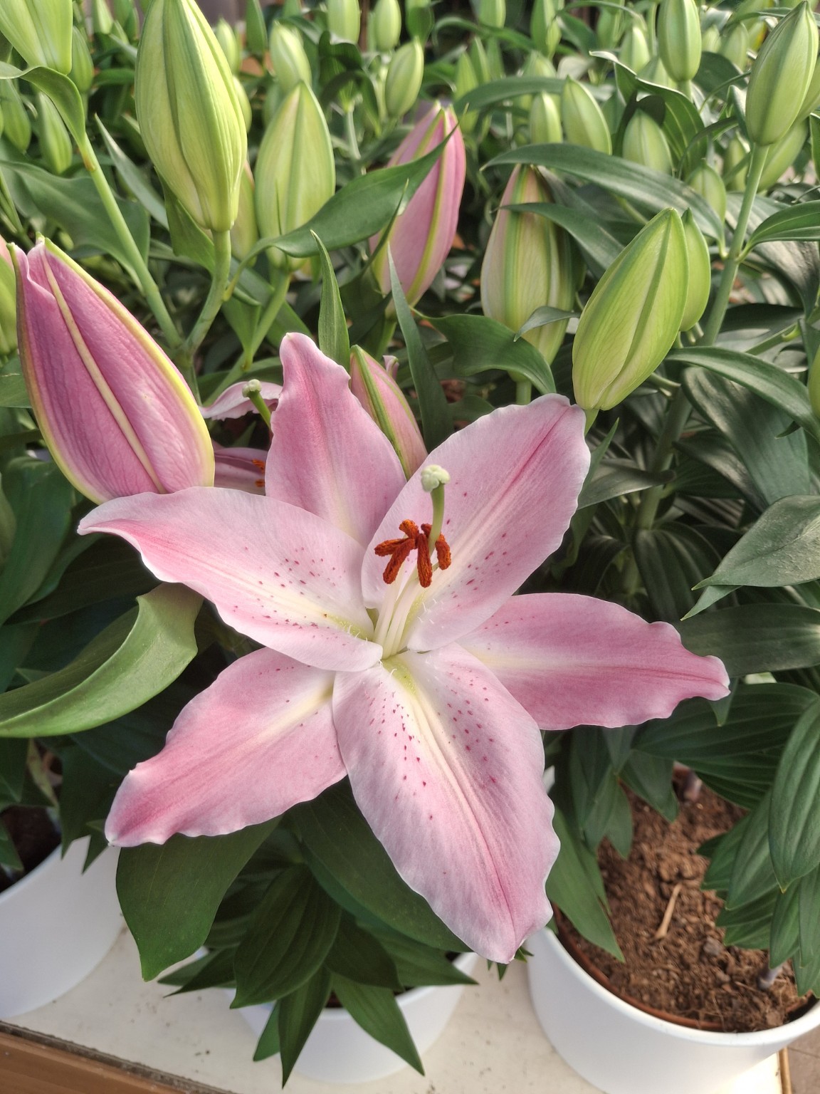 Potted Lily