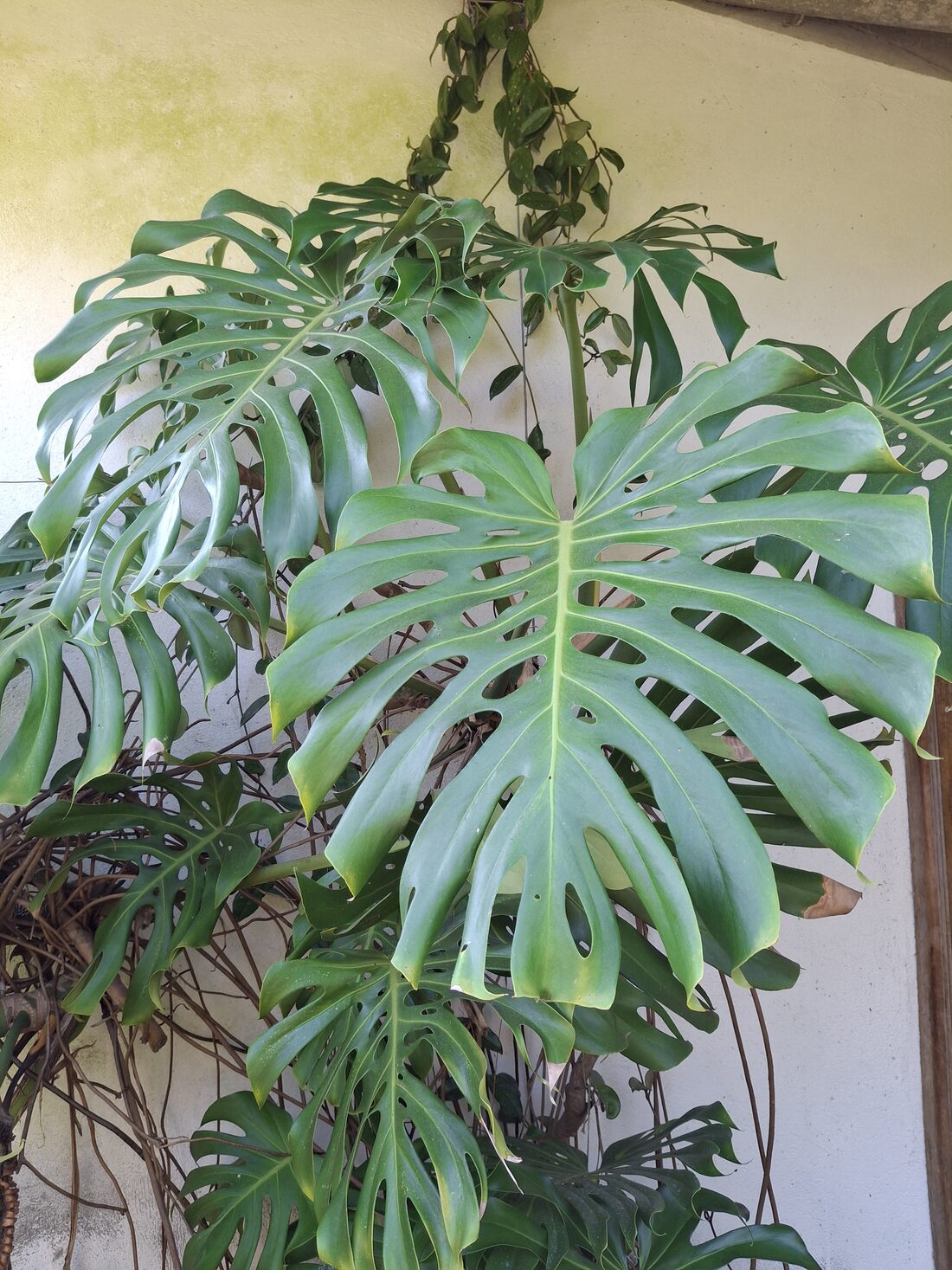 Large Monstera leaf growing outdoors, with deep splits and internal holes