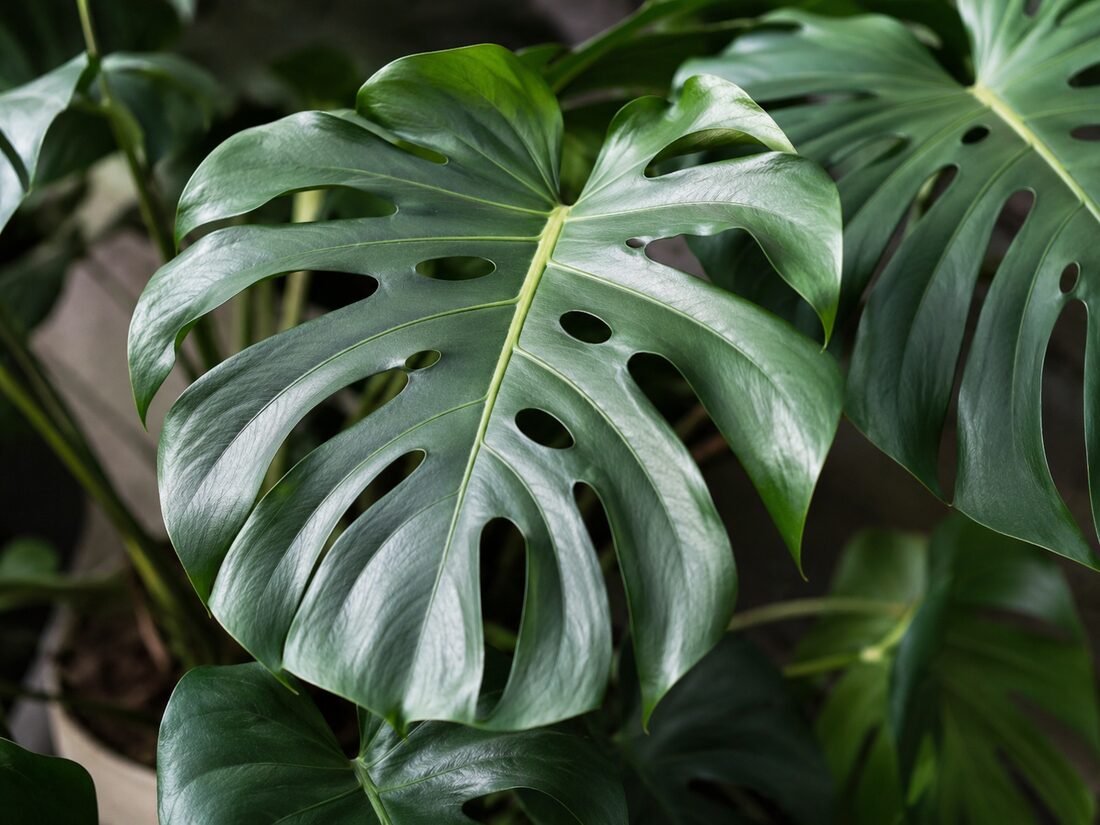 Monstera leaf with splits and internal holes