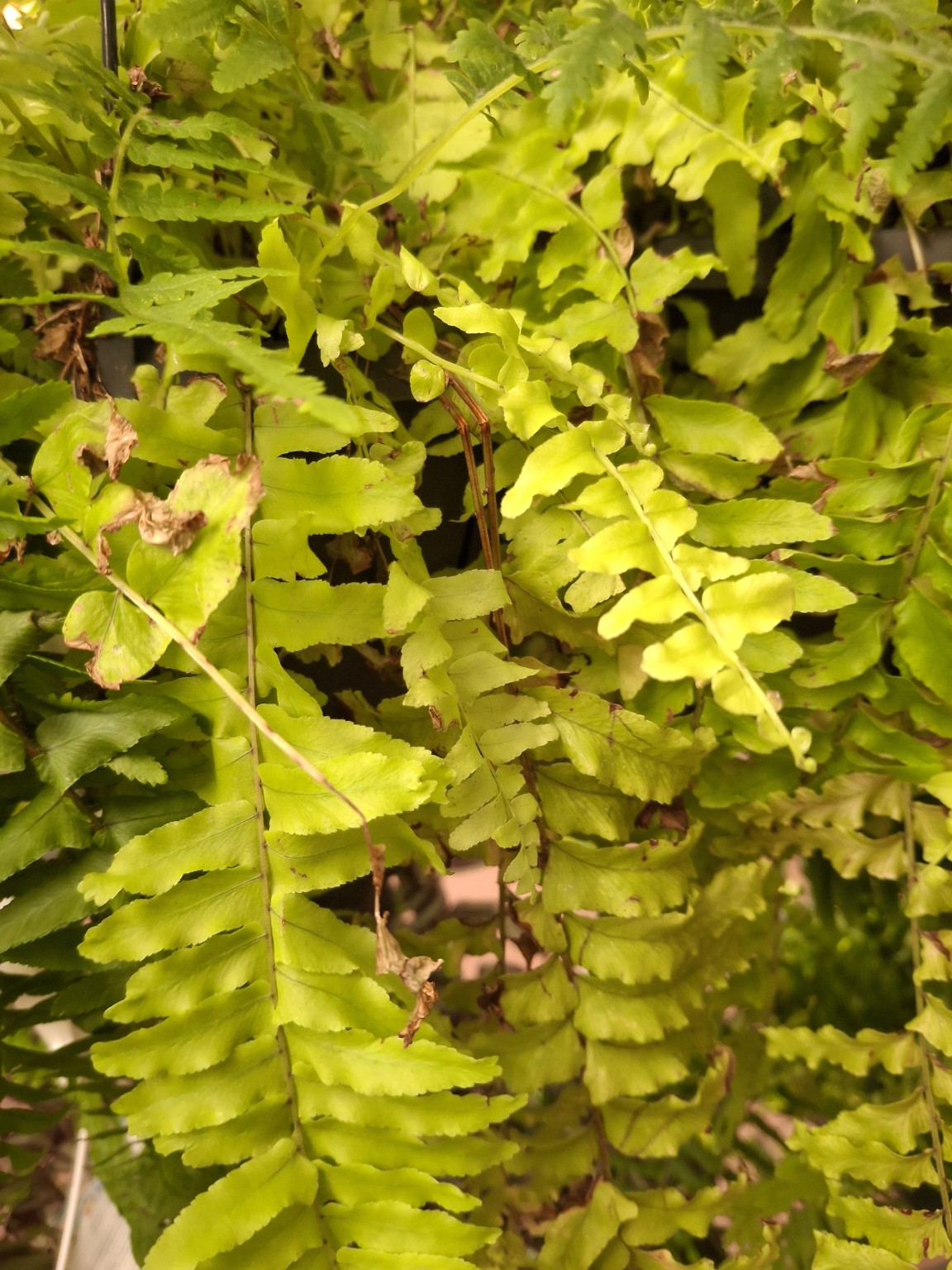 Fern leaflets with visible brown dry margins and patches among green foliage