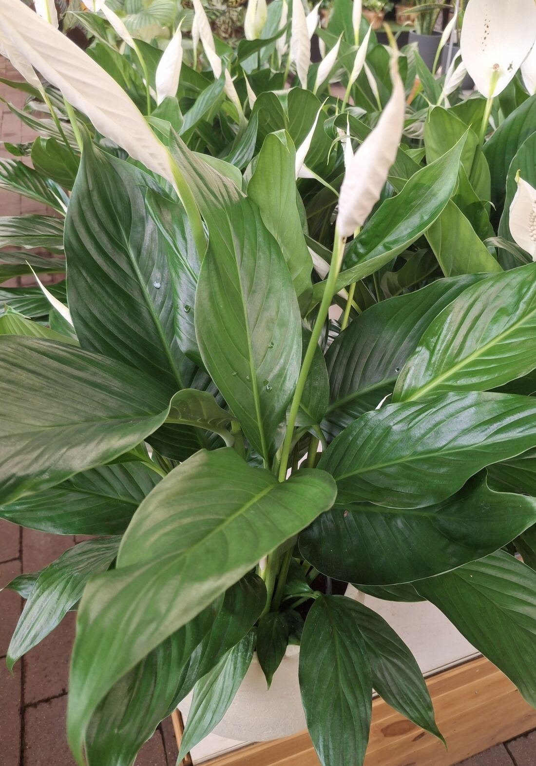 Peace lily