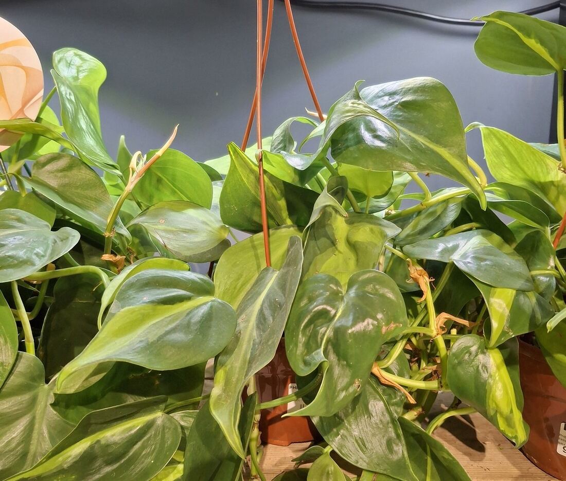 Heartleaf philodendron