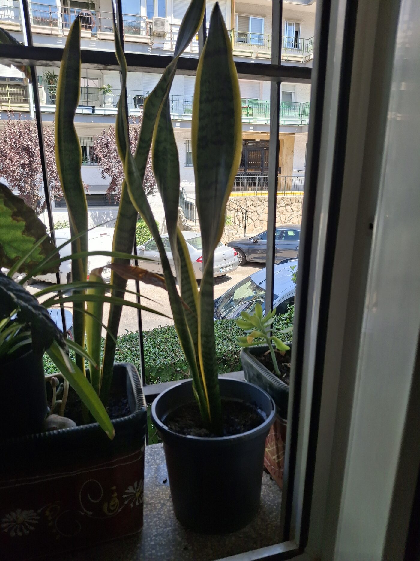 Snake plant