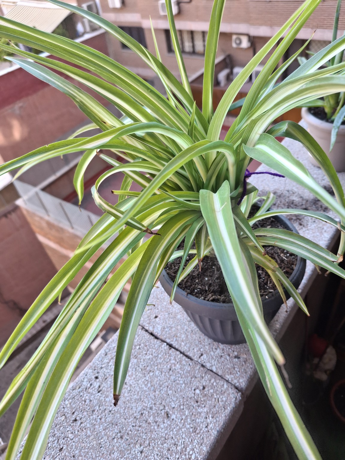 Spider Plant