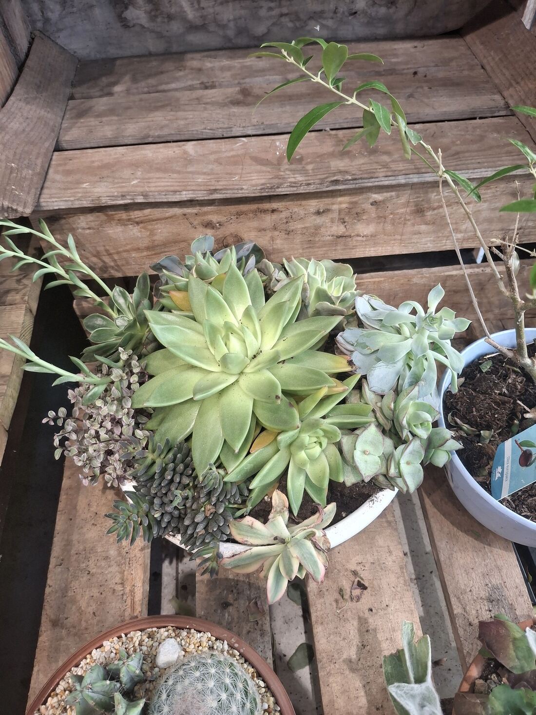 Succulents
