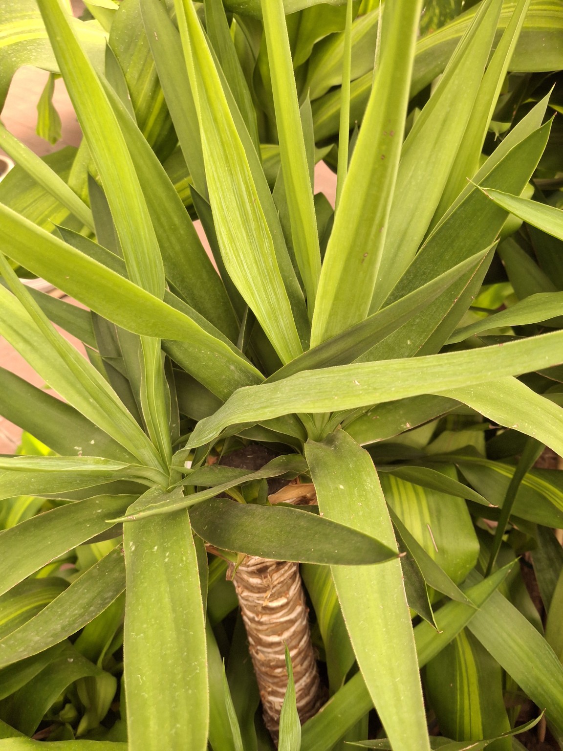 Yucca
